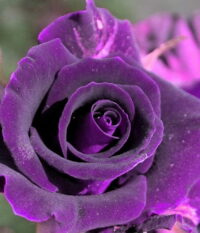 Троянда грунтопокривна "Purple velvet"